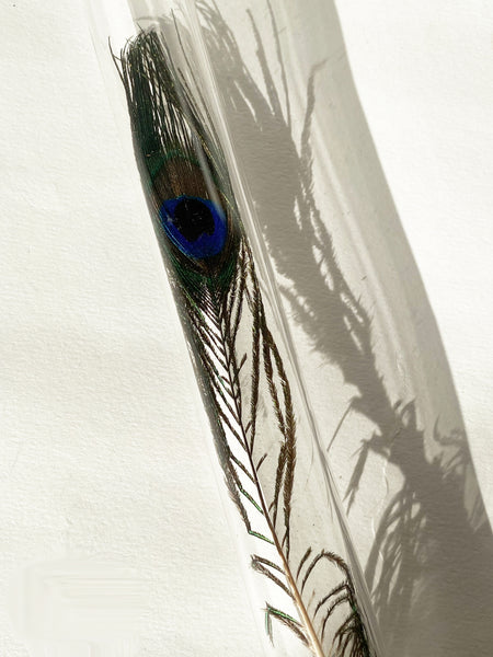 Encapsulation IV (peacock feather)