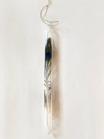 Encapsulation IV (peacock feather)