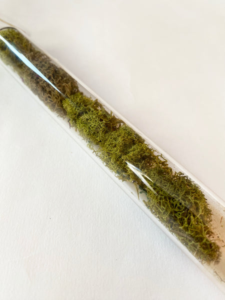 Encapsulation I (moss)