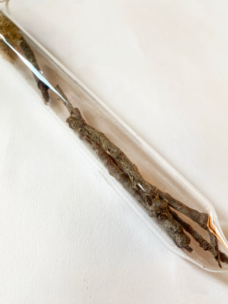 Encapsulation II (wood twigs)